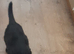 KC Reg German Shepherds puppies For sale!!!