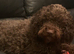 Lhasapoo x cockapoo
