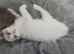 RAGDOLLS GIRL BICOLOUR BLUE EYES READY NOW!