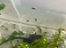 Yellow bellied toad TADPOLES
