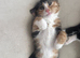 Adorable well socialized kittens