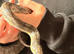Rat corn hybrid