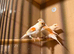 Red Mosaic Canaries for sale