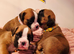 Gorgeous KC Reg Boxer Puppies