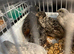 Male button quail