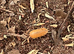 Different types of isopods