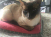 REDUCED READY now Bio cream boy beautiful markings. and 6 girls  avaliable now