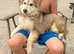 Beautiful German shepherd puppy for sale