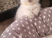 Adorable ragdoll kittens