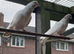 Pigeons