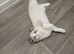 ragdoll female