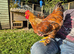 Welsummer/Maran cross cockerel. FREE.