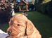 Exceĺent cockerpoo puppies 3 males