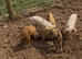 GOS/Landrace X OSB weaners