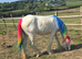 1yr old blue filly TGCA