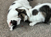 One yr old sisters need new home