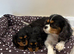 Cavalier King Charles Spaniel Puppies