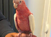 6 months old lutino galah tame