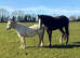 11hh companion pony (Magic) available for permanent loan