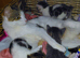 beautiful babies for sale