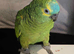 Ollie blue fronted amazon