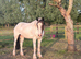 Stunning cob x warmblood