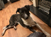 Collie bullgrey
