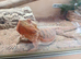 1 year old bearded dragon