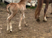 Walsh d x Clydesdale filly for sale