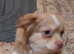 Shorchi puppies