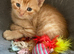 Gorgeous ginger kittens