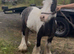 For sale Bruno 2yo colth