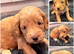Beautiful miniature golden doodles
