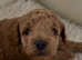 Gorgeous KC regd Toy Poodle Puppies DNA Clear KC parents