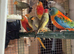 Star finch pairs