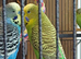 Bright green hen