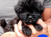 Tiniest Jackapooshih 1 boy 3 girls left