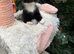 VERY LOVING BOY KITTEN READY NOW
