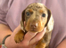 2 KC Reg Miniature Smooth Haired Dachshund Puppies - PRA Clear - READY 15/10