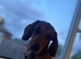 Miniature dachshund