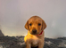 Kc reg labrador pups
