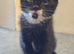 Girl Kitten ready for her new home