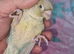 Hand rare baby Conure