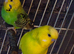 2 budgies
