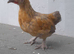 5 bantam chickens