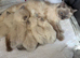 Amazing blue point kittens for sale