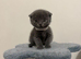 Blue & Lilac BSH Mix Kittens – Fold & Straight