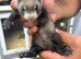 Baby ferrets