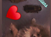 Kc pomeranion puppies