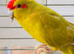 Beautiful Kakriki for sale